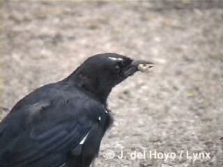 Cuban Blackbird - ML201315601