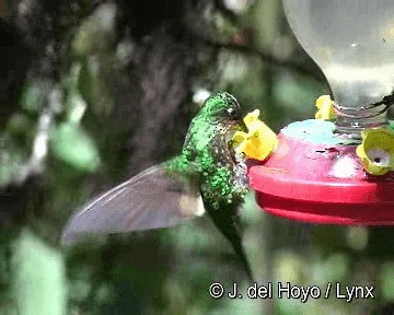 Buff-winged Starfrontlet - ML201315761