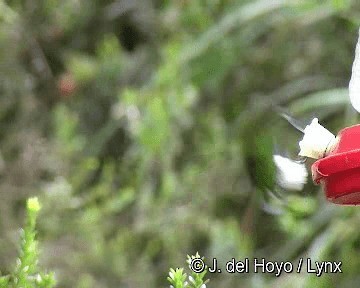 Sapphire-vented Puffleg (Sapphire-vented) - ML201315791