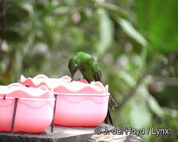 Sapphire-vented Puffleg (Sapphire-vented) - ML201315811