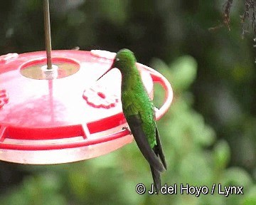 Sapphire-vented Puffleg (Sapphire-vented) - ML201315821