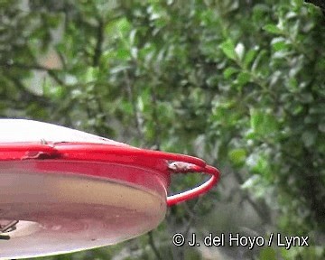 Sapphire-vented Puffleg (Sapphire-vented) - ML201315831