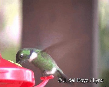 White-throated Daggerbill - ML201315901