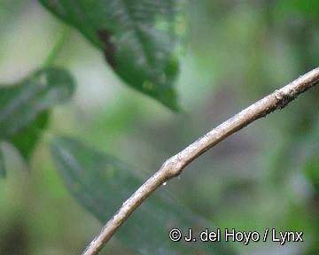 kolibřík hyacintový - ML201315931