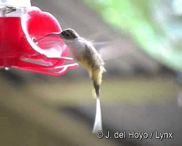 Tawny-bellied Hermit - ML201315951