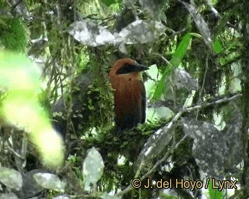 Rufous Motmot - ML201316001