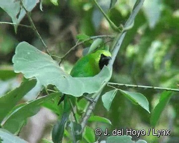 Blauflügel-Blattvogel - ML201316021