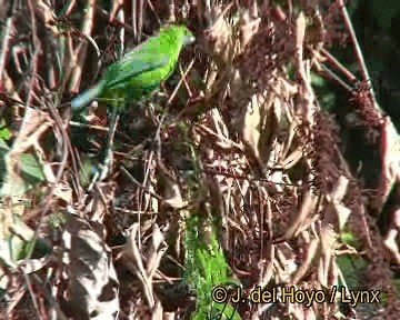 Blauflügel-Blattvogel - ML201316031