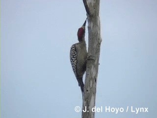 Carpintero Antillano - ML201316051