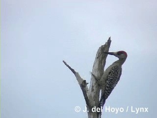 West Indian Woodpecker - ML201316071