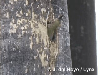 West Indian Woodpecker - ML201316111