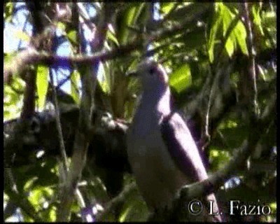 Фиджийский плодовый голубь - ML201316171