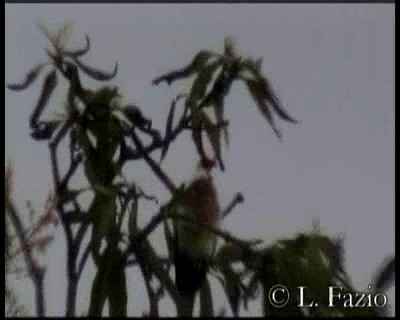 holub mnohobarvý - ML201316291