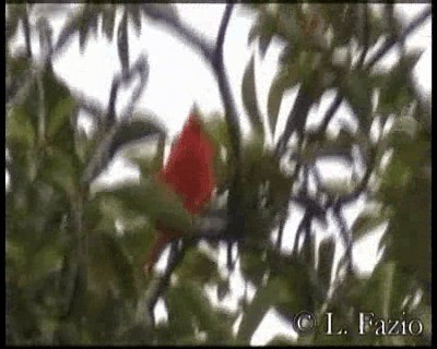 holub oranžový - ML201316331
