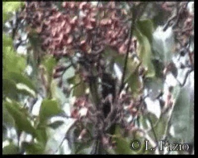Crow Honeyeater - ML201316391