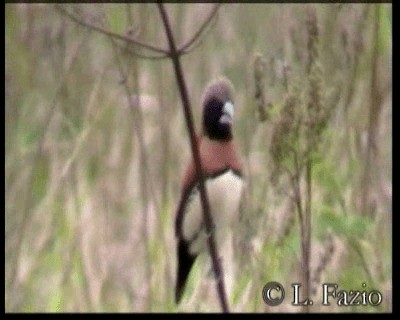 Chestnut-breasted Munia - ML201316421