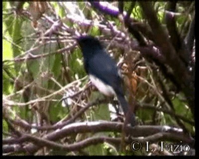 Melanesian Flycatcher - ML201316431