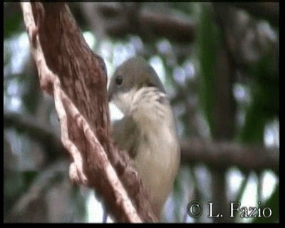 New Caledonian Whistler - ML201316441