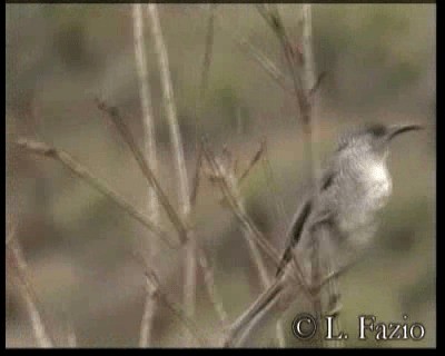 Barred Honeyeater - ML201316461