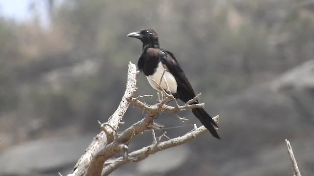 Urraca Árabe - ML201316561