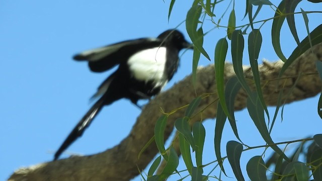 Asir Magpie - ML201316571