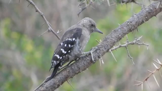 Arabian Woodpecker - ML201316671