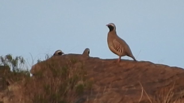 Perdiz Gorjinegra - ML201316691