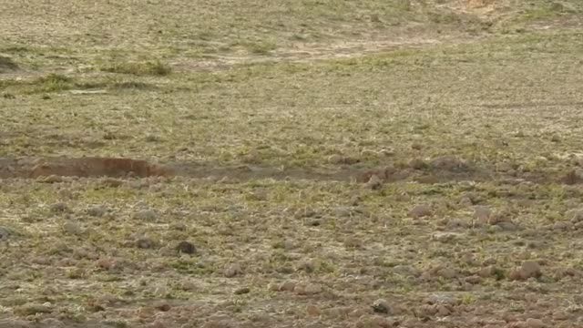 Bar-tailed Lark - ML201316731