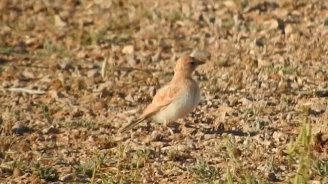 Temminck's Lark - ML201316741