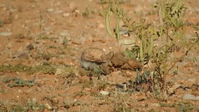 Temminck's Lark - ML201316751