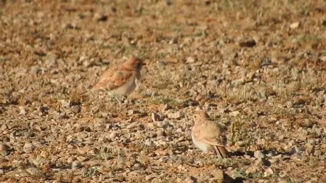 Temminck's Lark - ML201316771