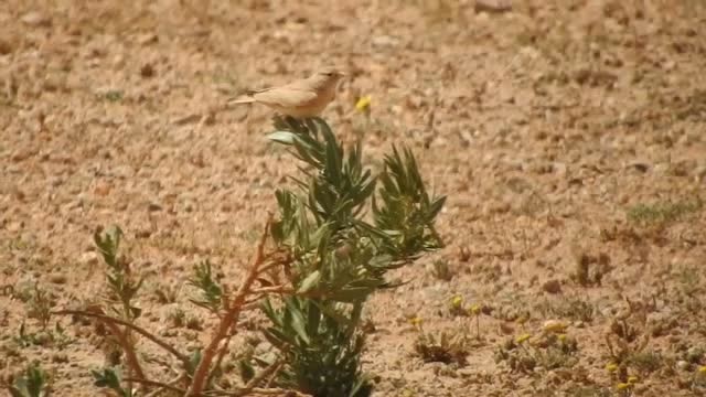 Bar-tailed Lark - ML201316781