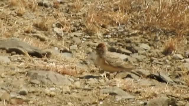 Rufous-capped Lark - ML201316811