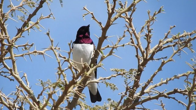 Violet-backed Starling - ML201316841