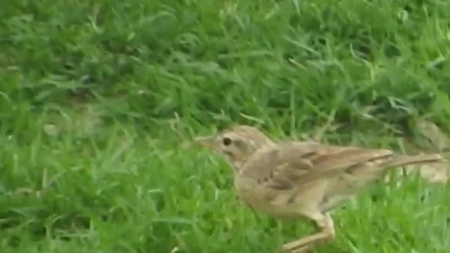 African Pipit (Yemen) - ML201316871