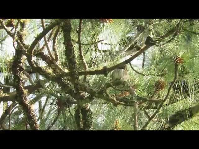 Сичик-горобець гірський (підвид gnoma) - ML201316881