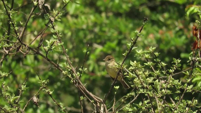 White-throated Flycatcher - ML201316891