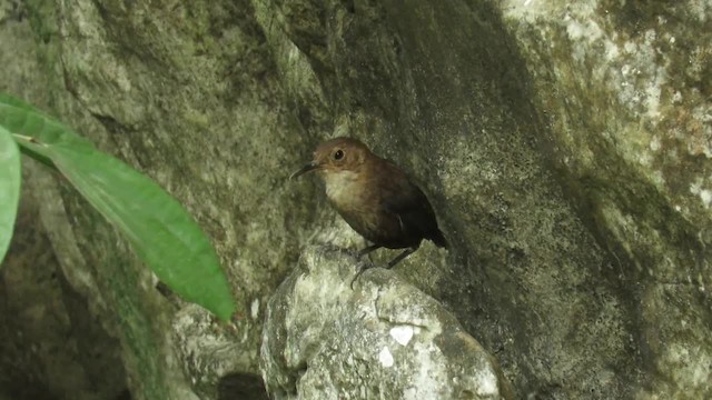 Nava's Wren - ML201316901