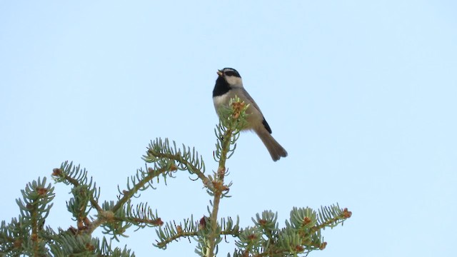 Mountain Chickadee (Pacific) - ML201316951