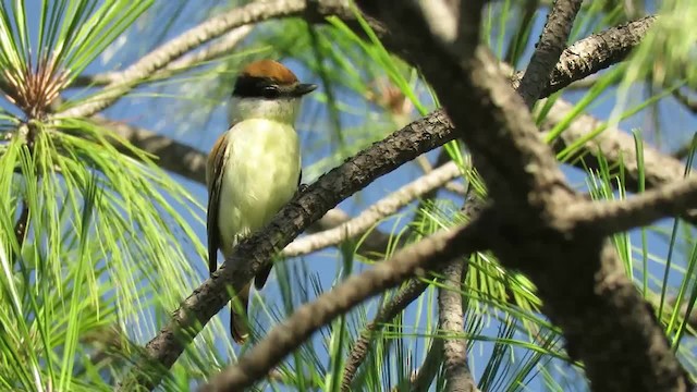 オオカザリドリモドキ（uropygialis） - ML201316981