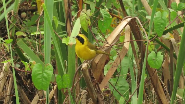 Altamira Yellowthroat - ML201316991