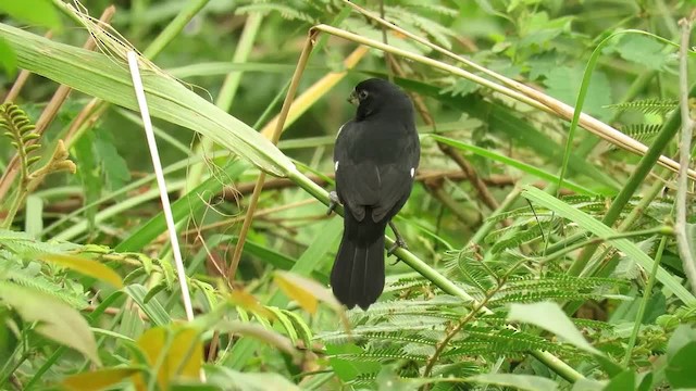 Thick-billed Seed-Finch - ML201317011