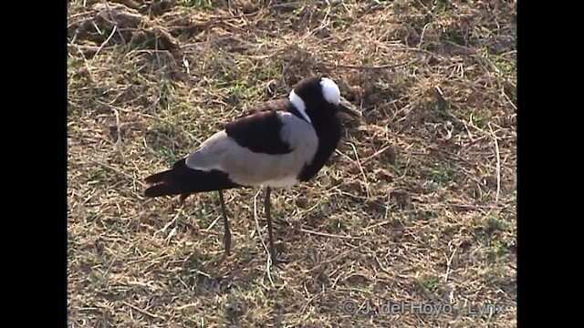 Blacksmith Lapwing - ML201317041