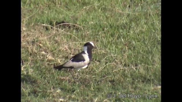 Blacksmith Lapwing - ML201317051