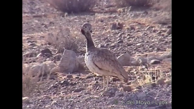 Rüppell's Bustard - ML201317091