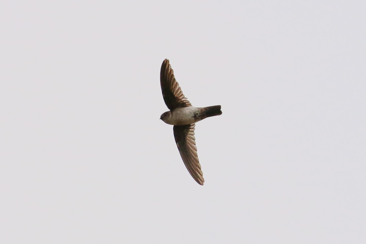 White-rumped Swiftlet - Tommy Pedersen