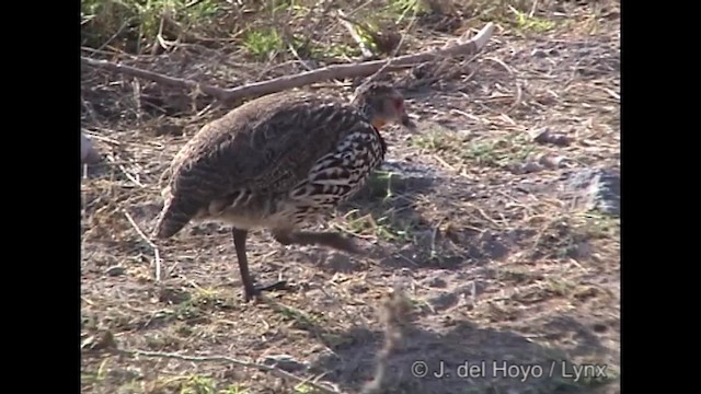 Yellow-necked Spurfowl - ML201317111