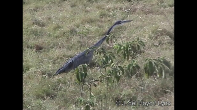 Garza Cabecinegra - ML201317121