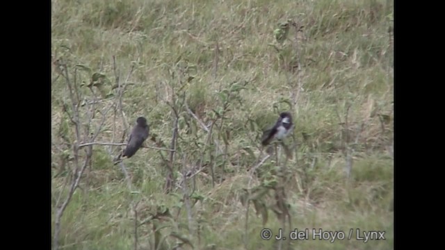 Banded Martin - ML201317131