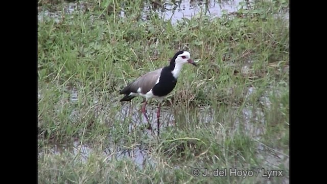 Long-toed Lapwing - ML201317161